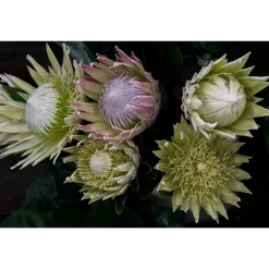 Clearance PROTEA: The Magic and the Mystery - Hardcover Book Books